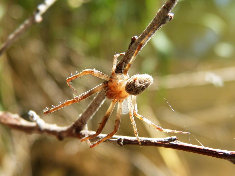 Spider Detail Branch