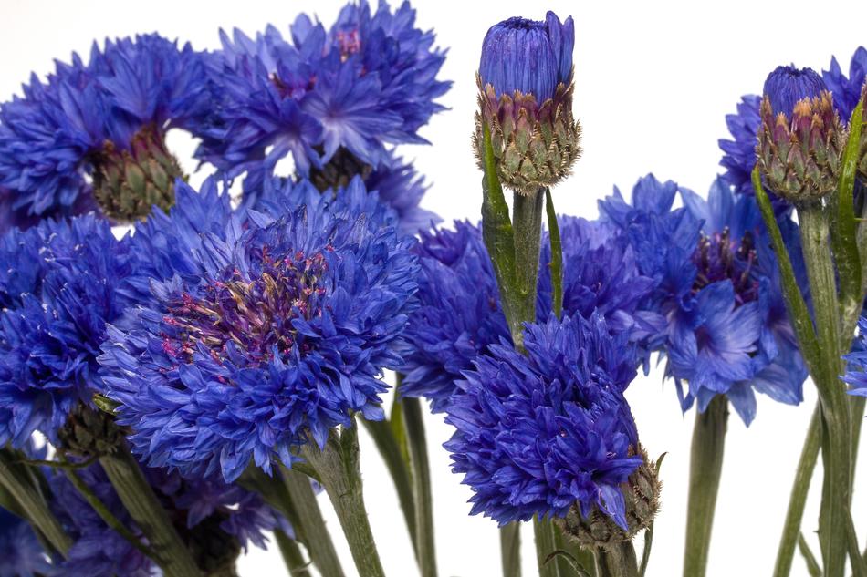 Flowers Cornflower Blue
