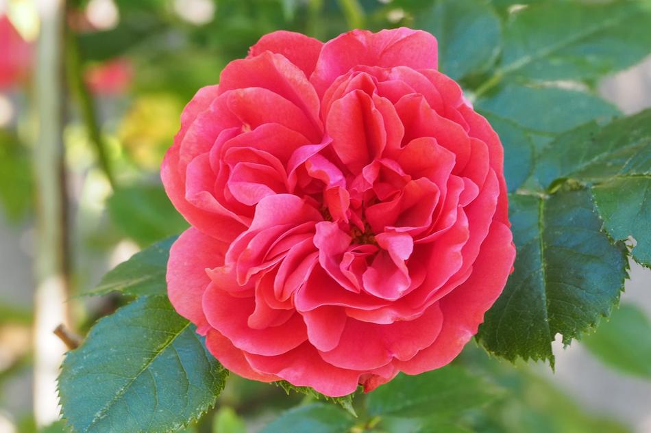 Rose Blossom Bloom