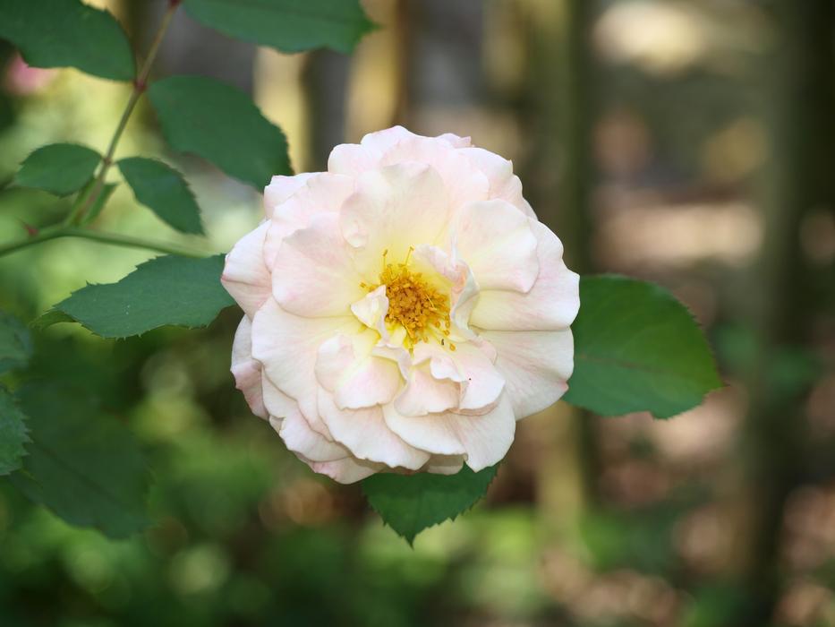 Rose Blossom Bloom