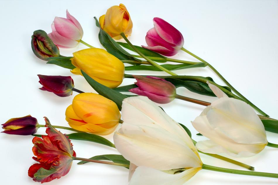 Tulips Colorful