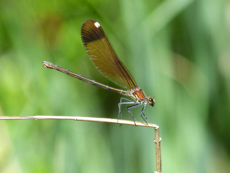 Libella Black Dragonfly Calopteryx