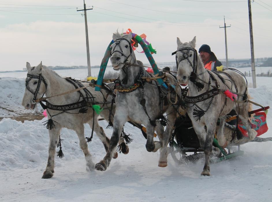 beautiful horses harnessed to a cart