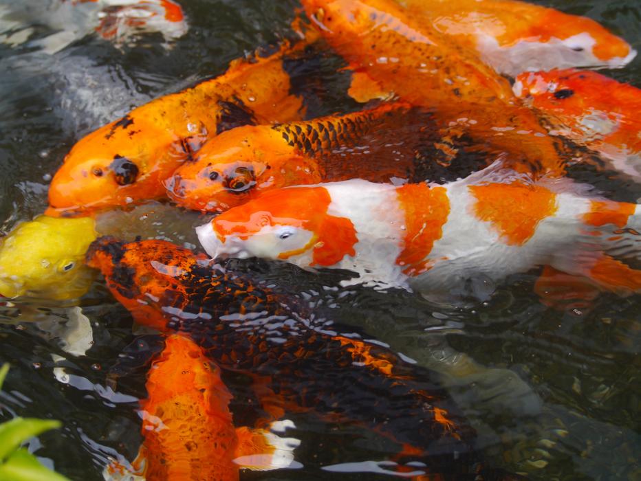 Aquarium Fish Colored Carp Koi