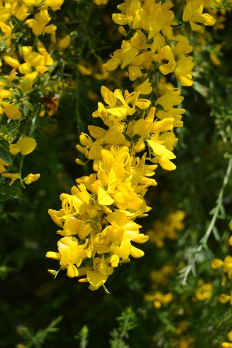 Flower Genista Broom