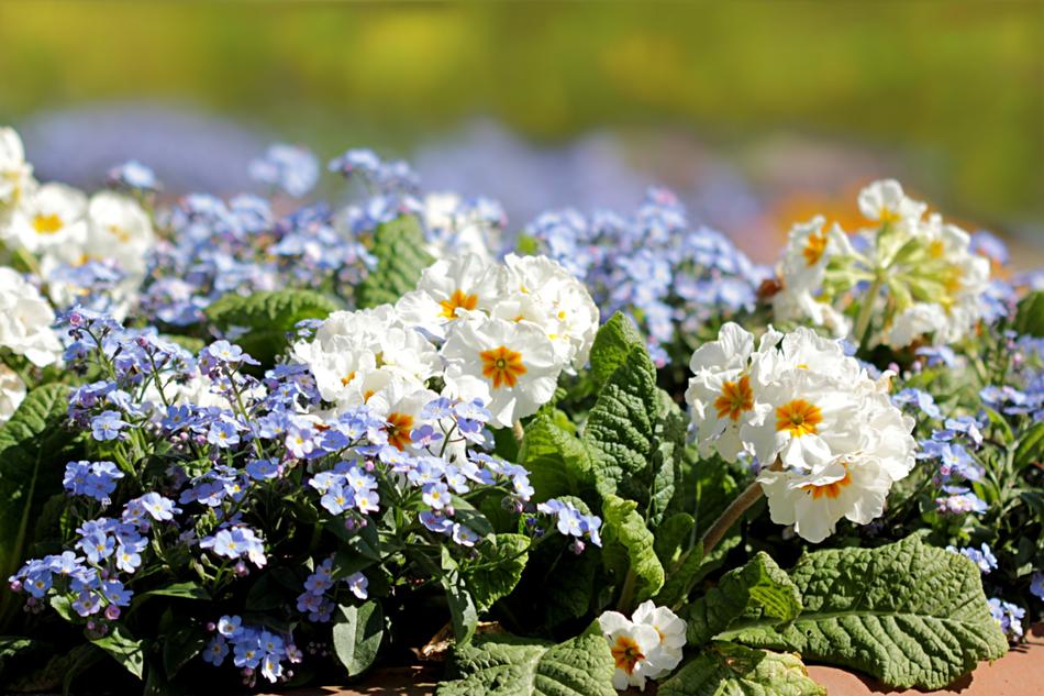 Primrose Forget Flower