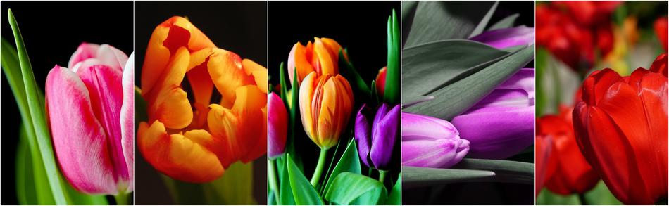colored tulips on a black background