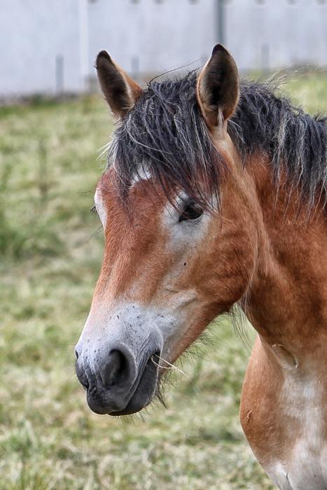 Horse Head Brown Beautiful Noble Horse