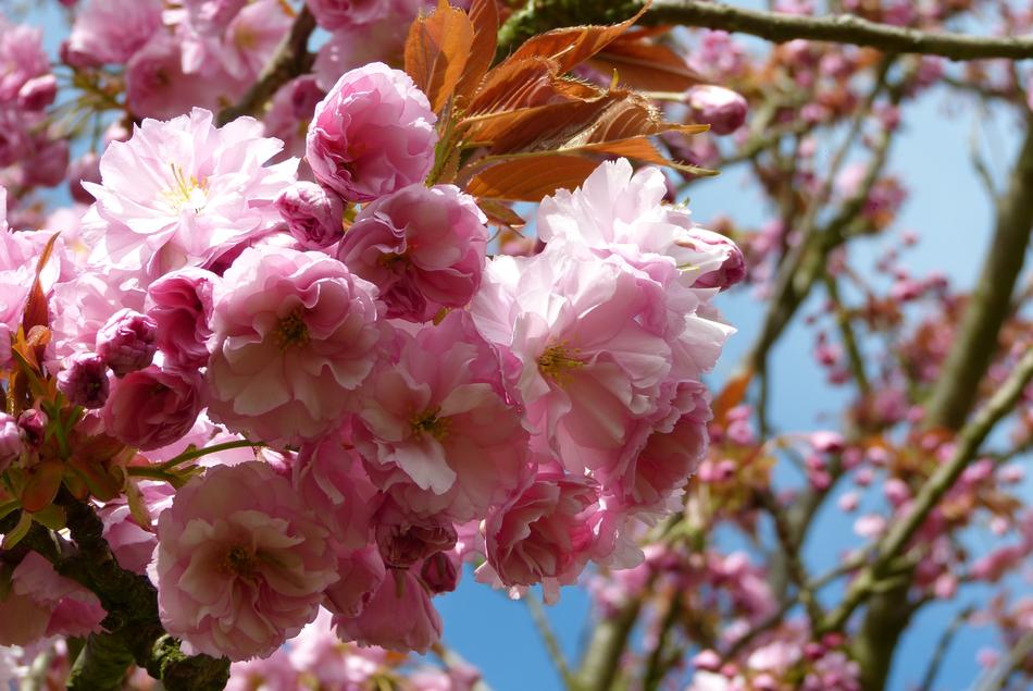 Berlin Teltow Cherry Blossom