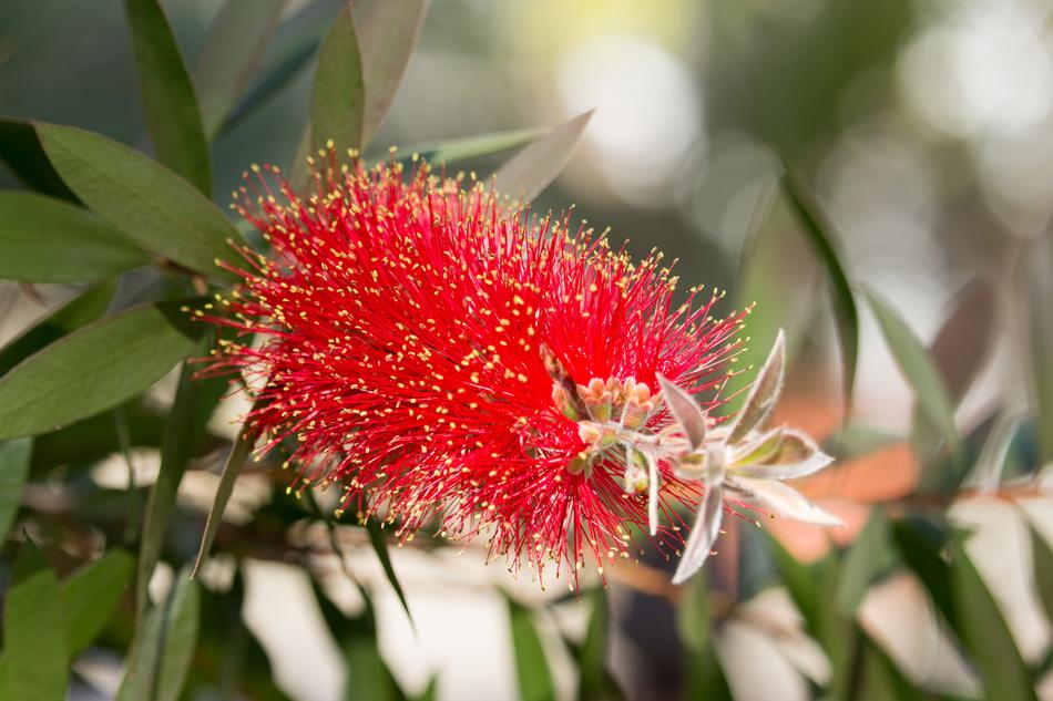 Blossom Bloom Red