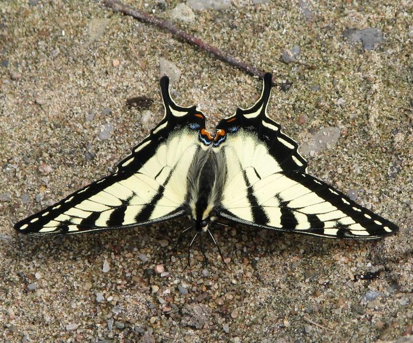 Canadian Tiger Swallowtail Papilio Butterfly