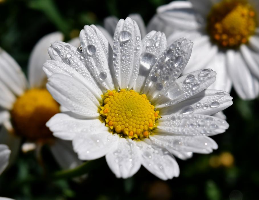 drops of morning dew on white daisies