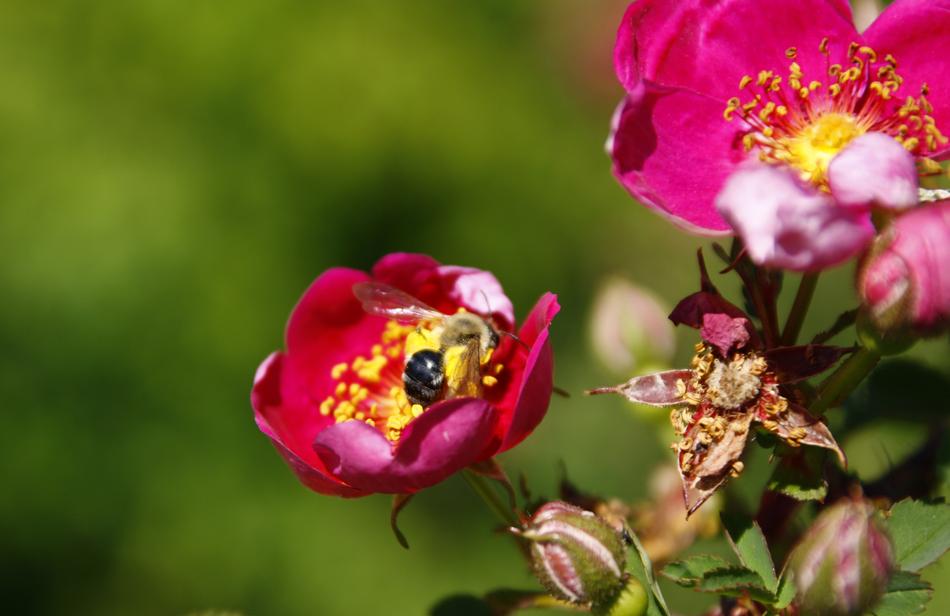 Rose Red Flower
