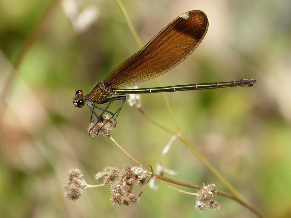 Dragonfly Black