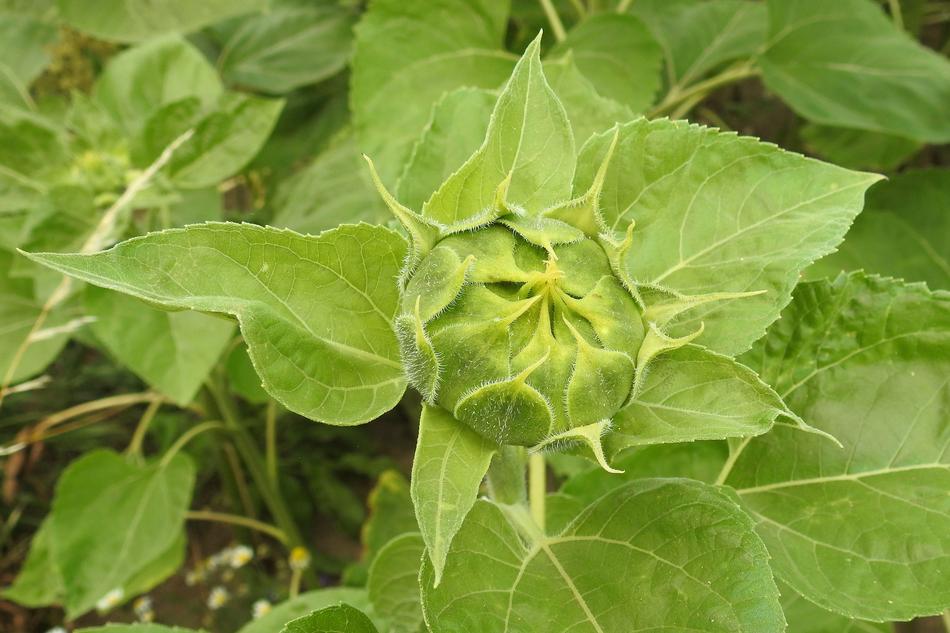 Sunflower Bud Green Harvest in the Spring Field