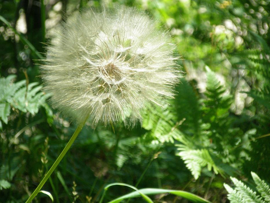 Beard Salsify Giant fower
