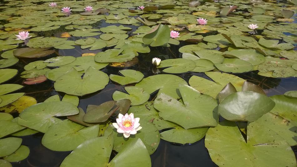 Water Lily Castle Charlottenburg