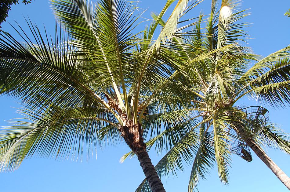 Palm Trees Summer Australia
