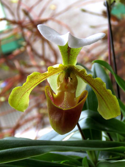 Orchid Green Flower