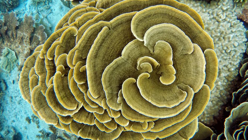 Coral Diving Water