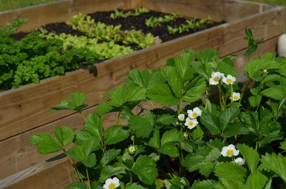 Strawberries Blooming in the Garden Beds