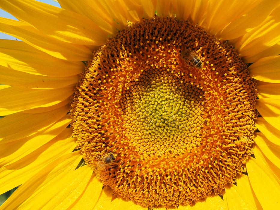 Bees in center of Sunflower Blossom