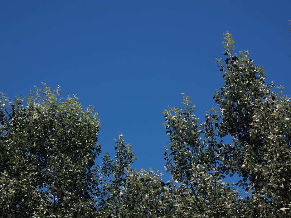green spring trees against a background of not