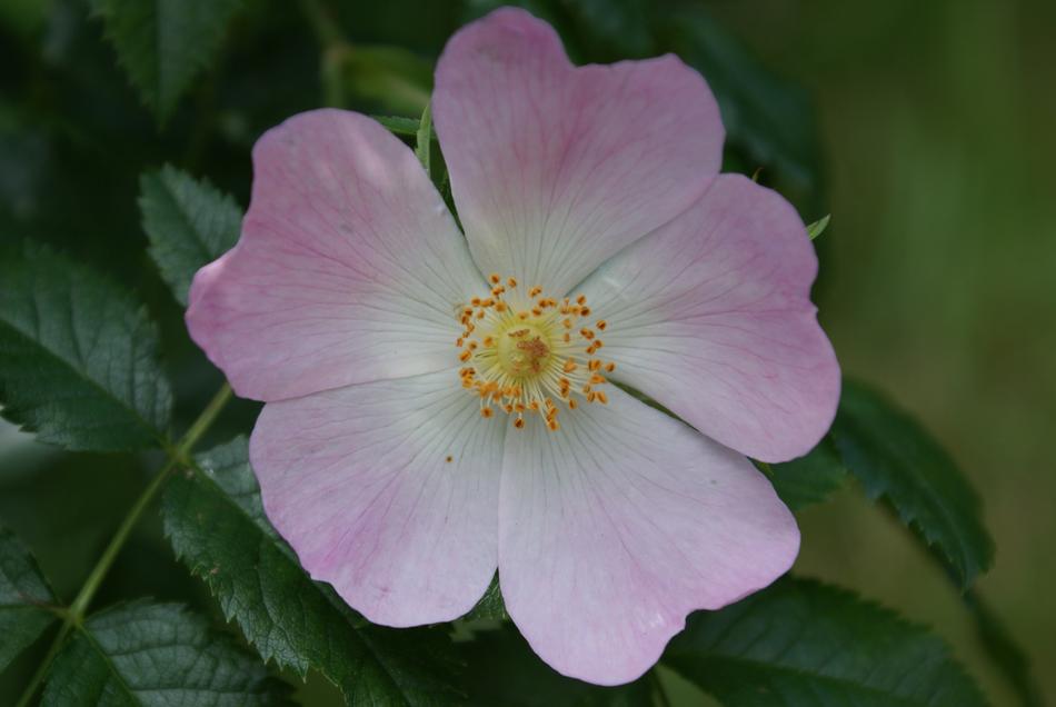 Rose Pink Flower