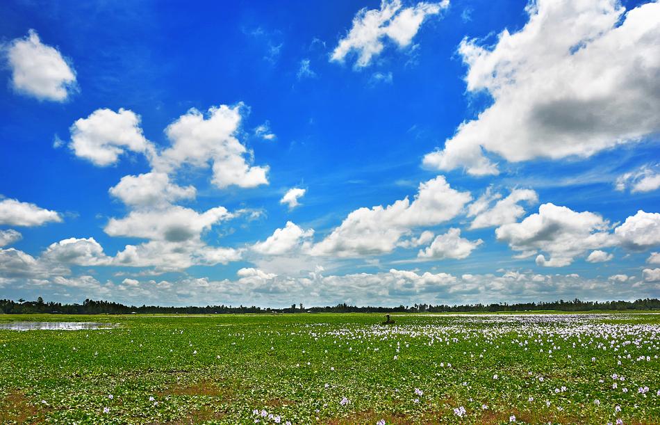 Green Field with Flowers and Weightless Clouds on a Blue Sky