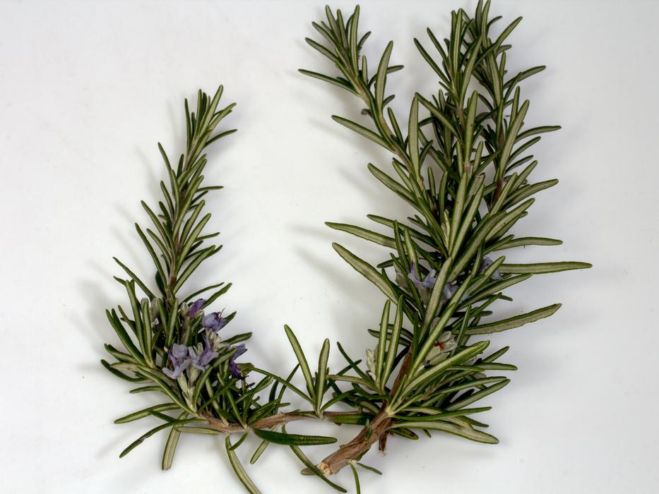 Branch Rosemary Blossom