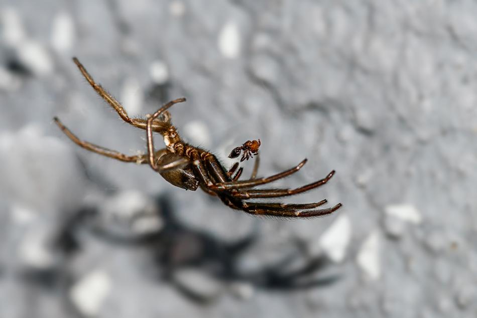 Spider Ant Prey
