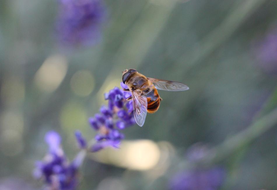 cute bee on a purple flower in the garden