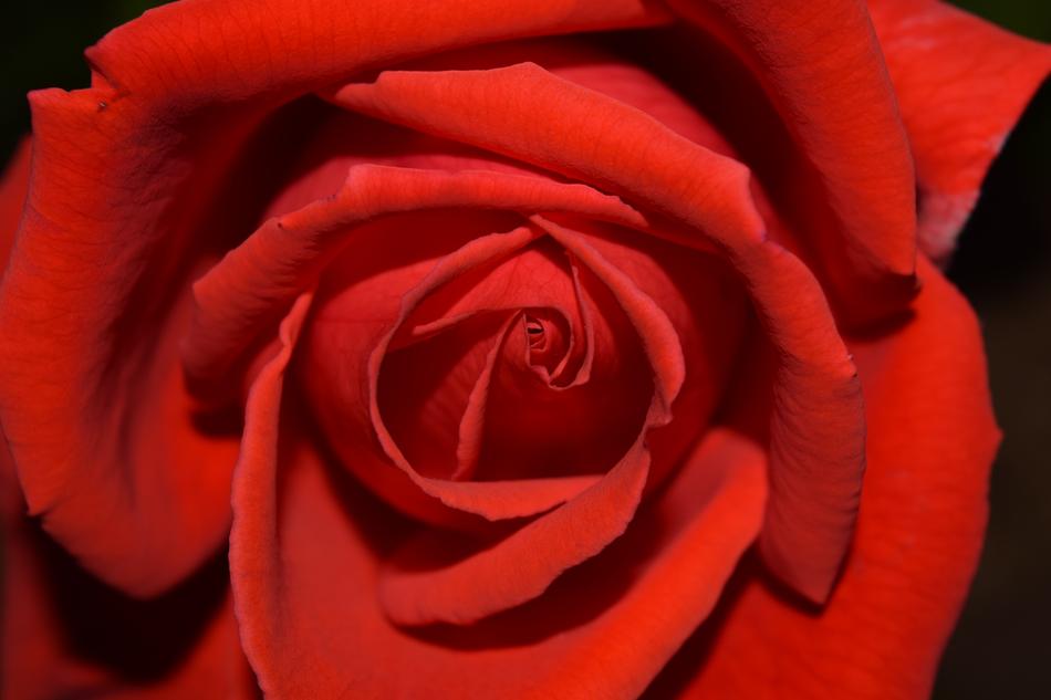 Rose Red Blossom