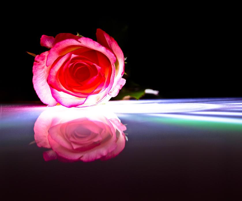 Rose Red Mirroring