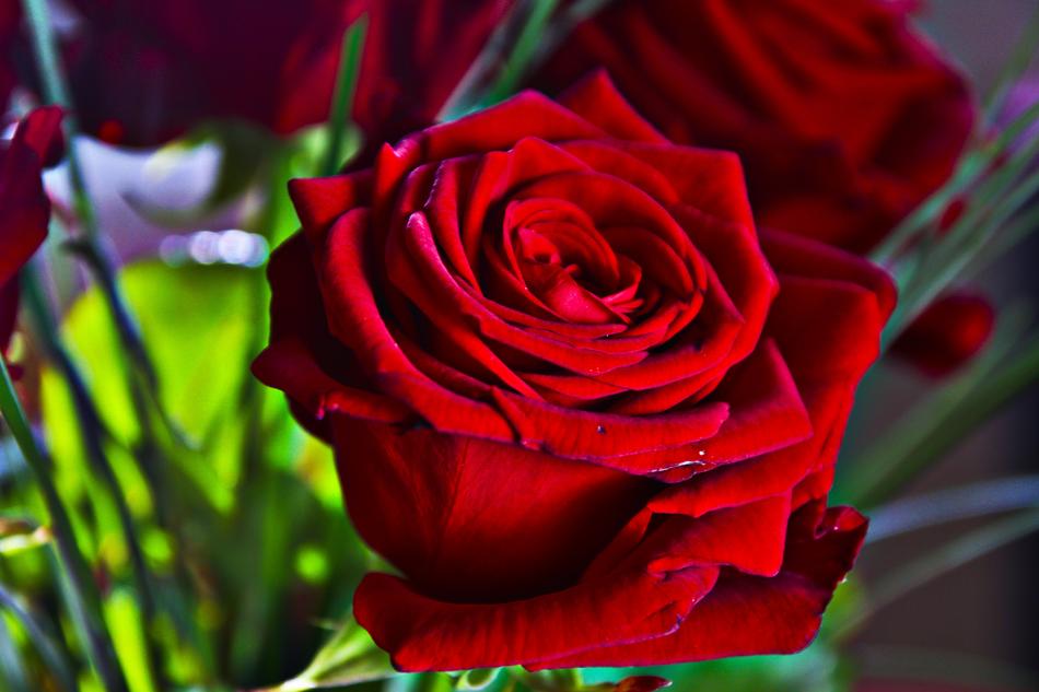 Rose Red Mirroring