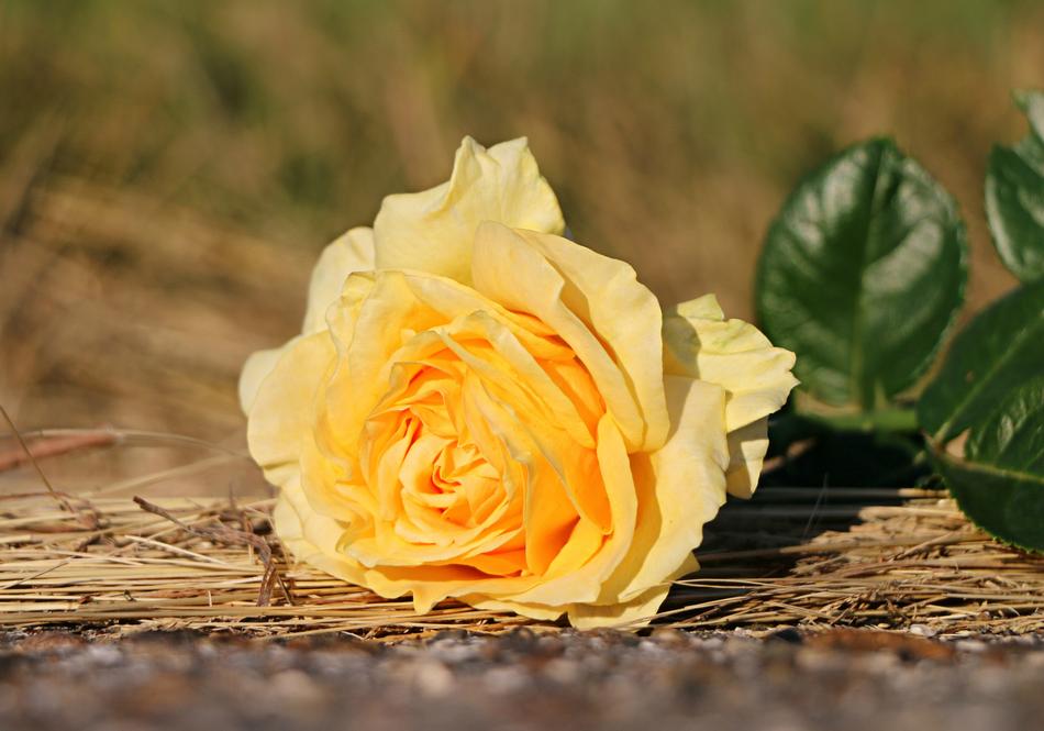 Rose Yellow Flower