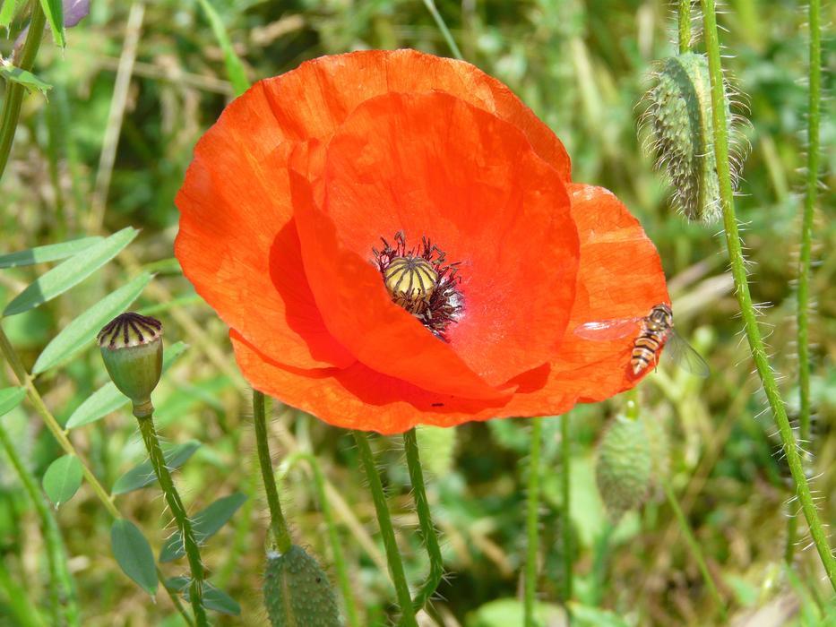 Fields Flowers