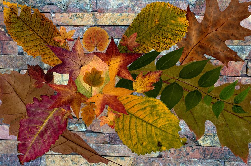 Leaves True Autumn Leaf