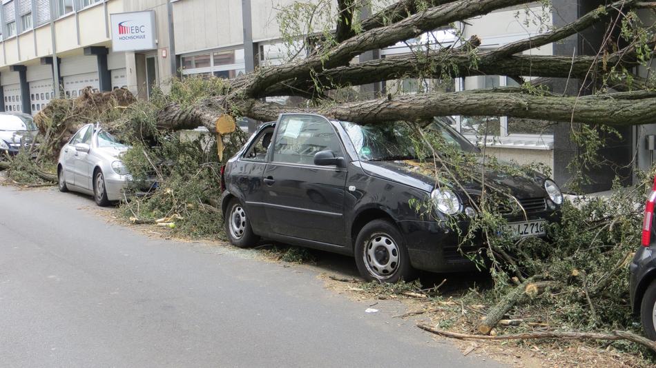 tree that fell on the car