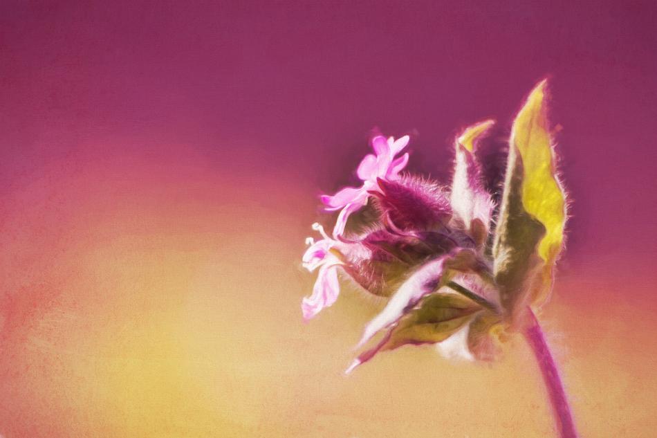 Image Painting Digital