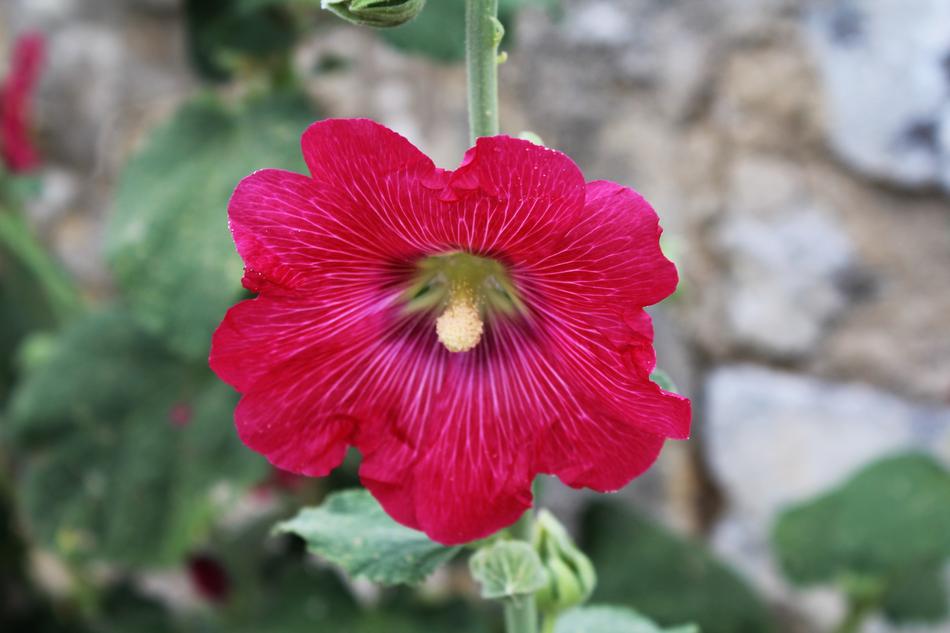 Hollyhock Passerose Fuchsia