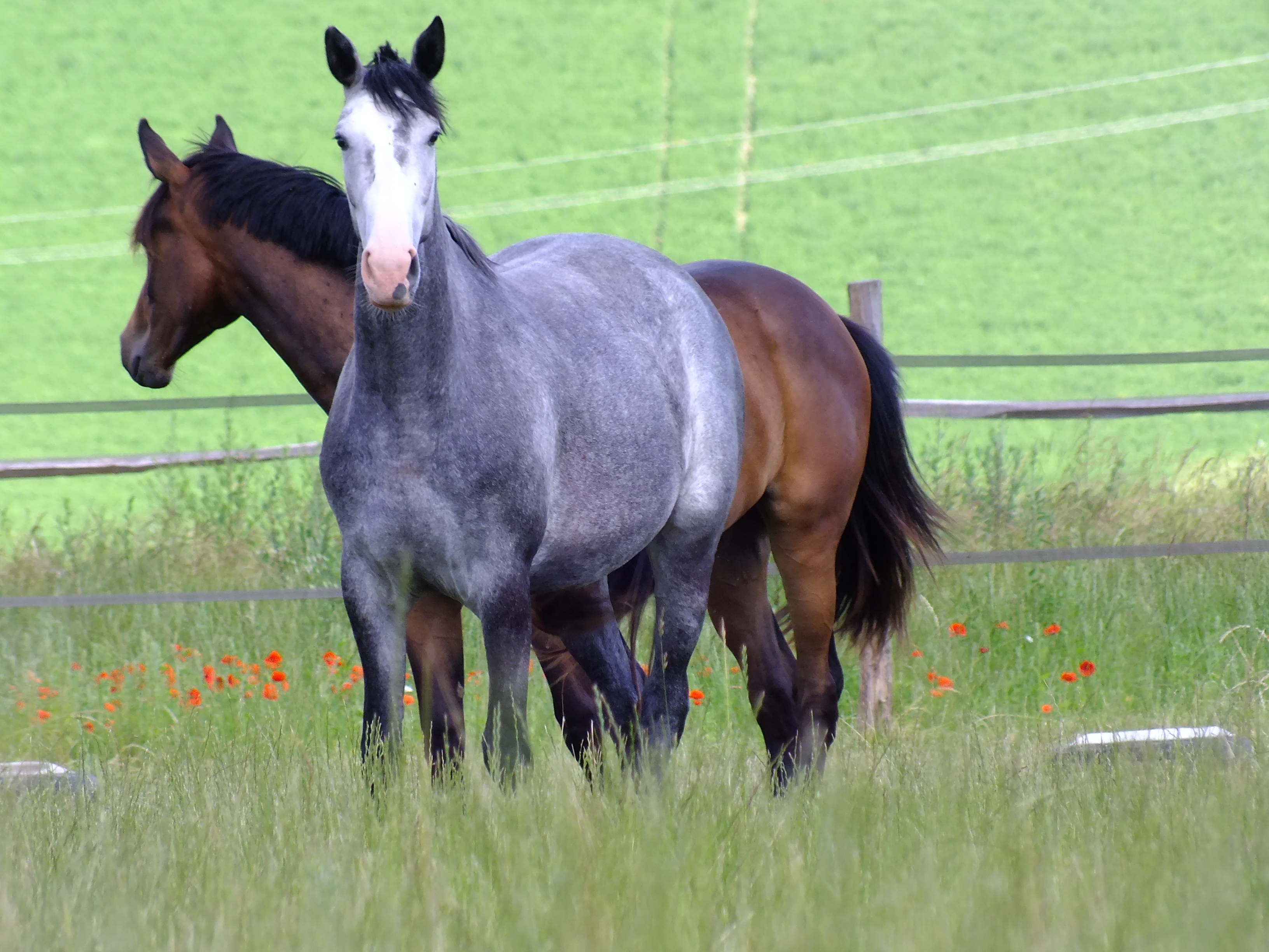 Horse Mating Donkey - 0eqt40e