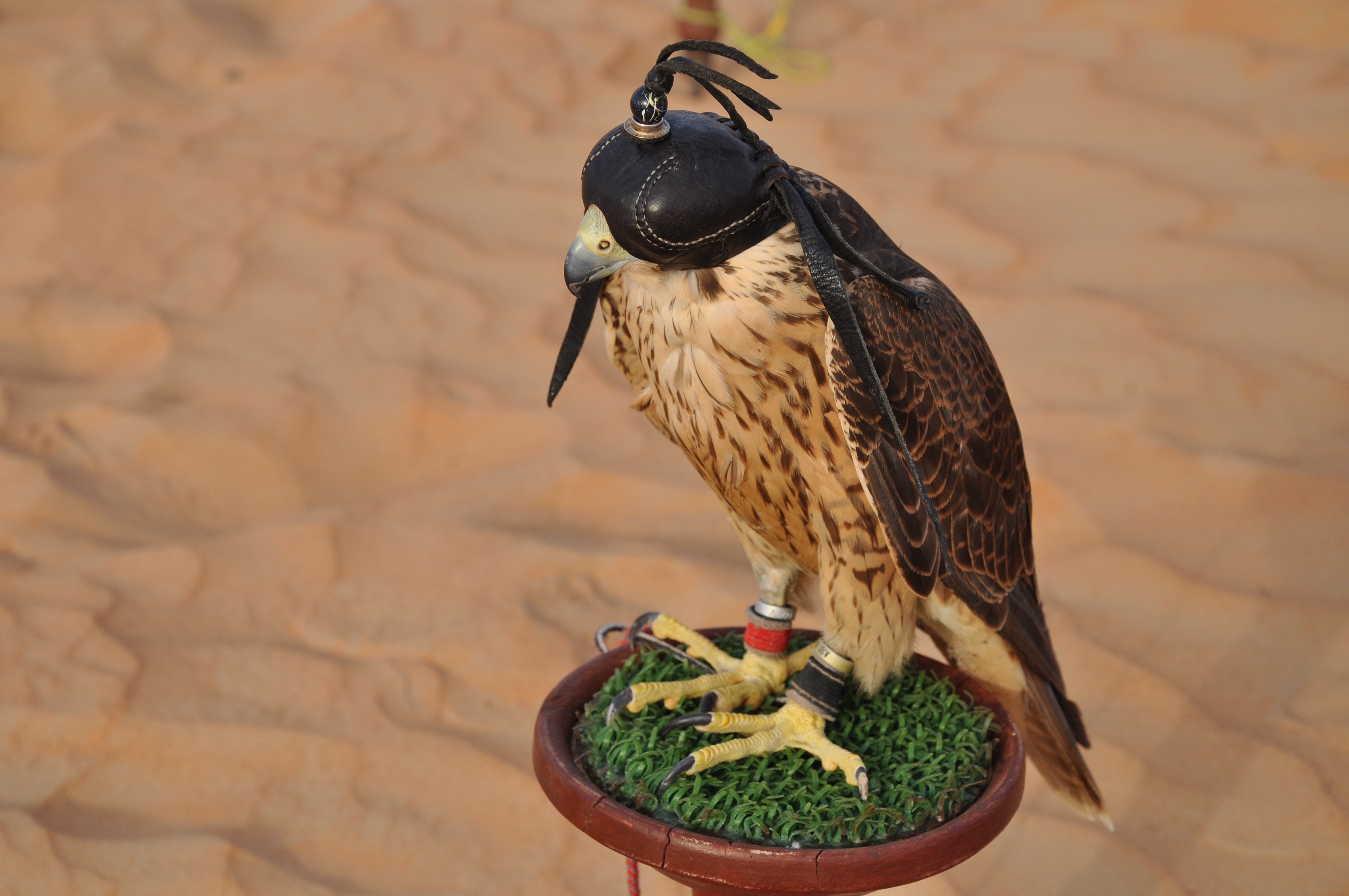 Dubai Falcon free image download