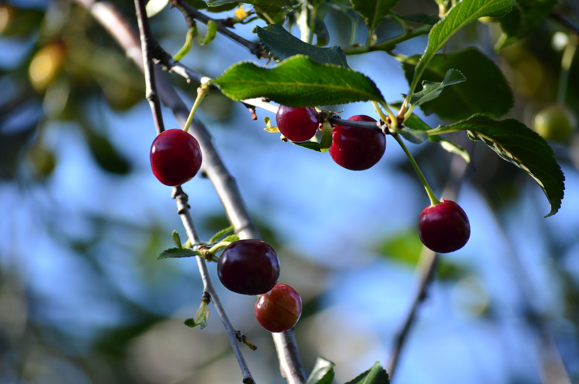 cherry-berry-summer-free-image-download