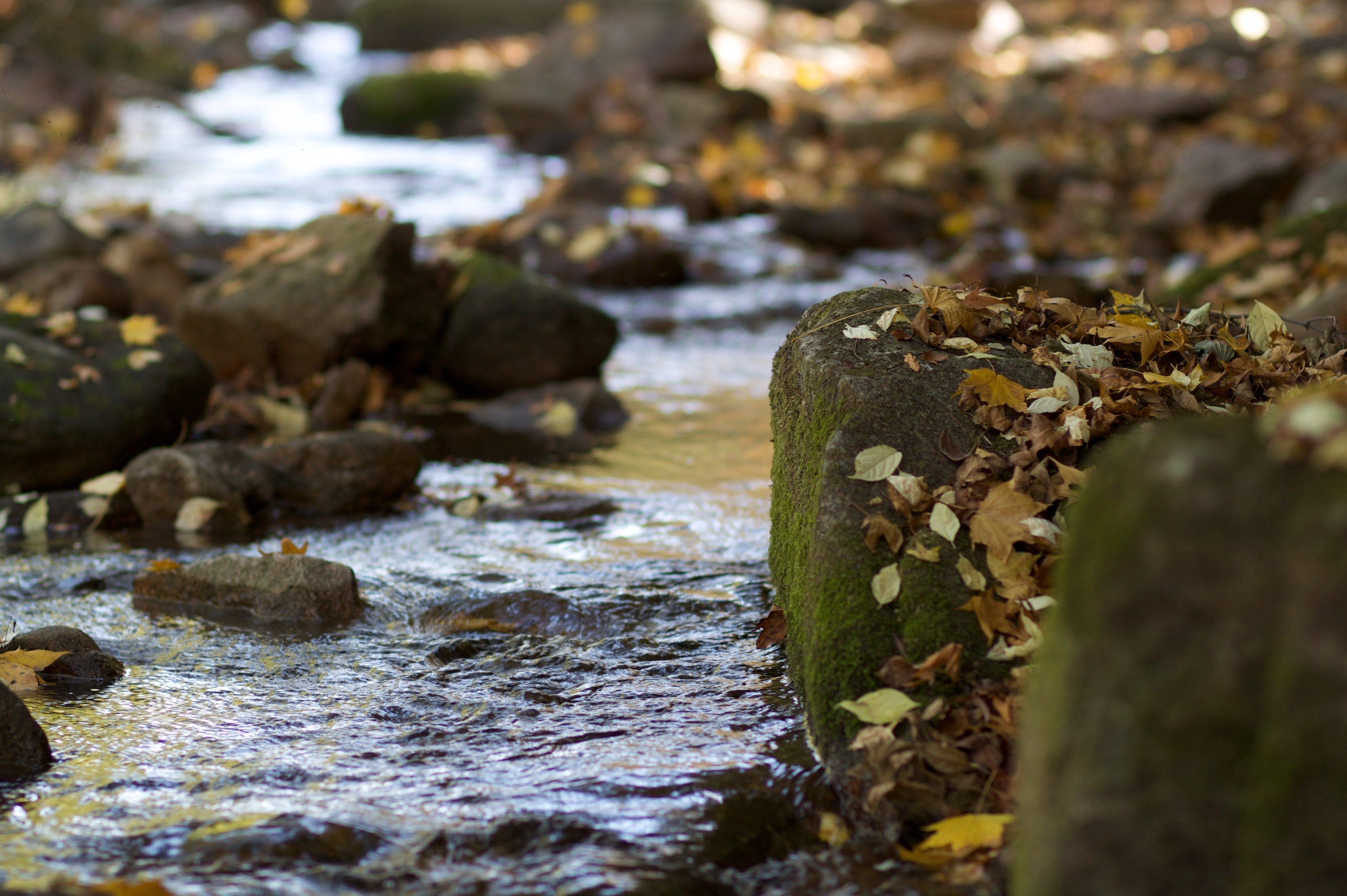 Fall Leaves Stream free image download