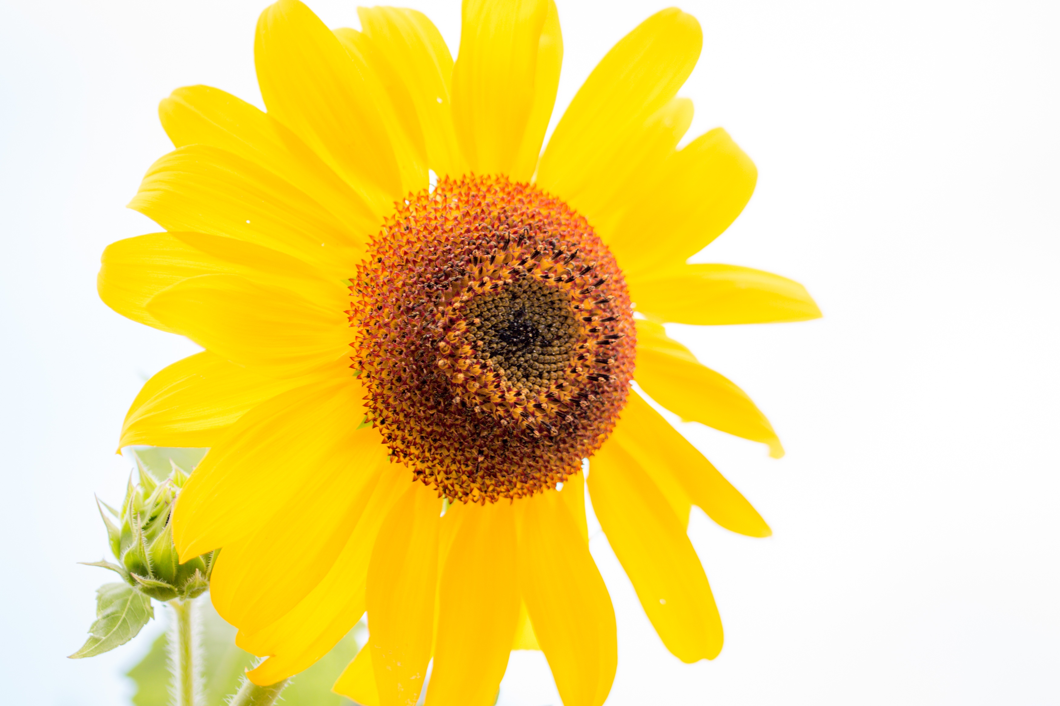 Sunflower Helianthus Annuus free image download