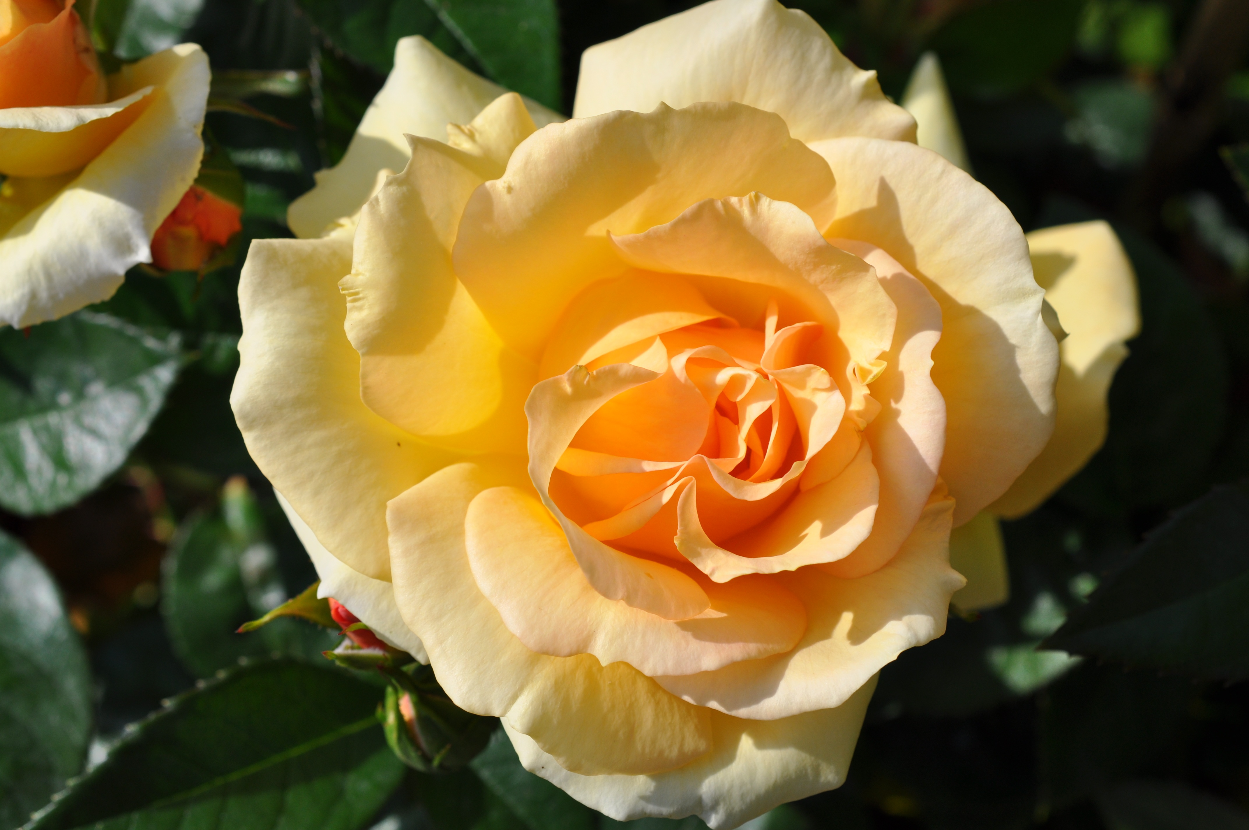 Rose Yellow Garden free image download