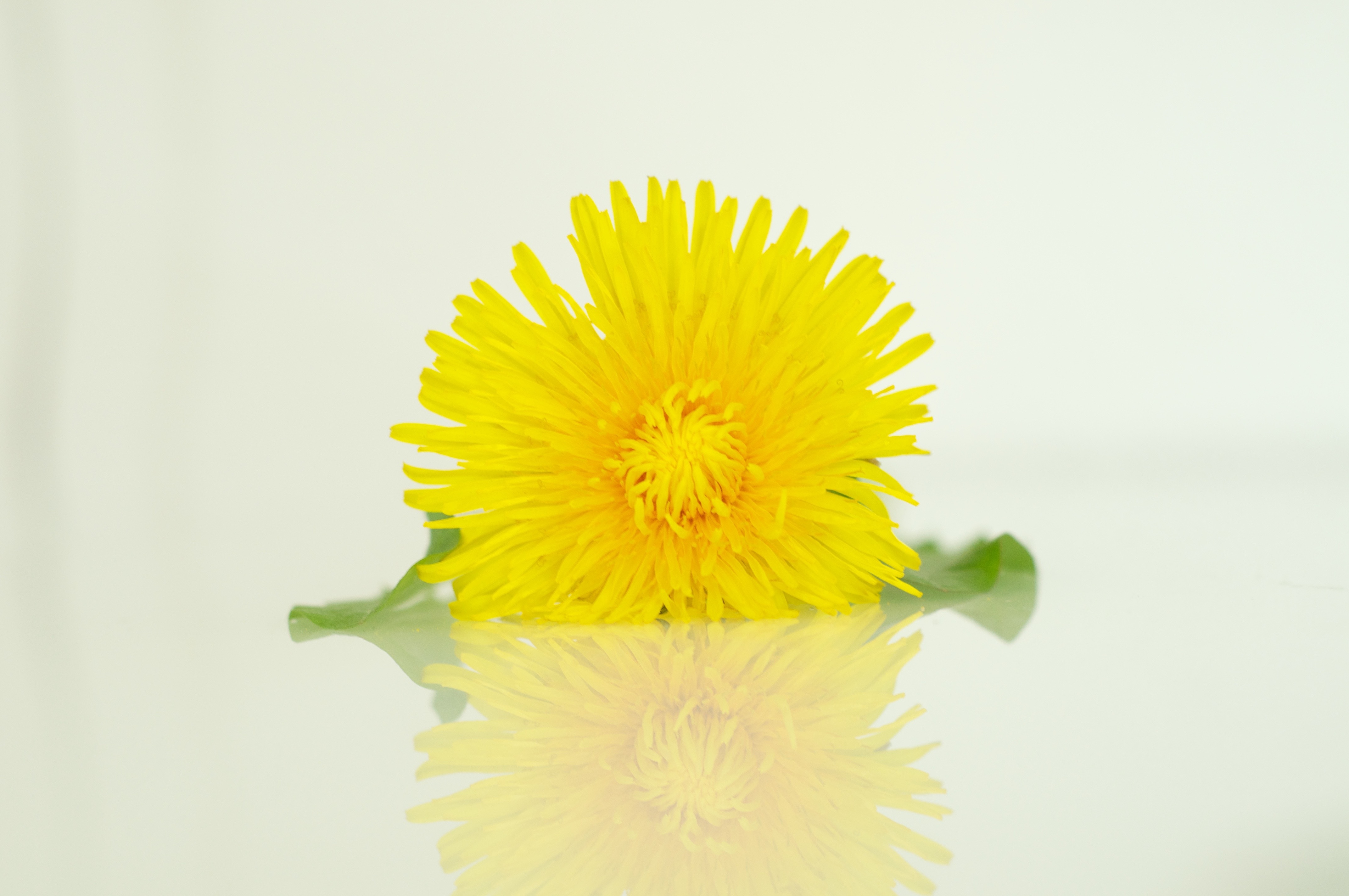 Dandelion Blossom Bloom free image download