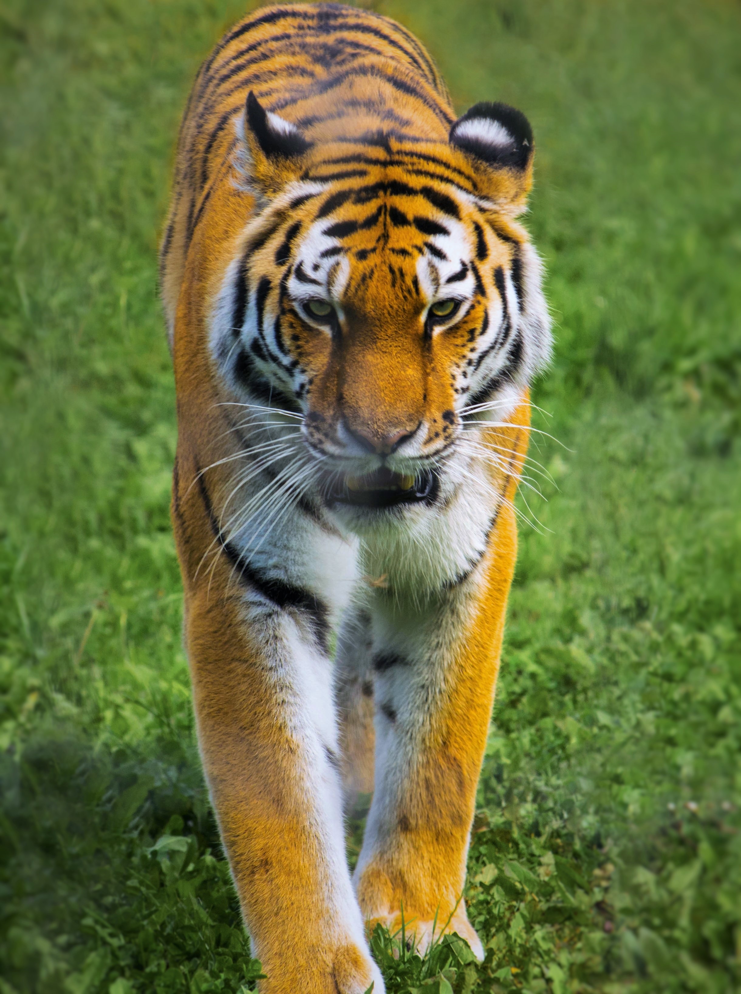 Beautiful tiger walks through the grass free image download