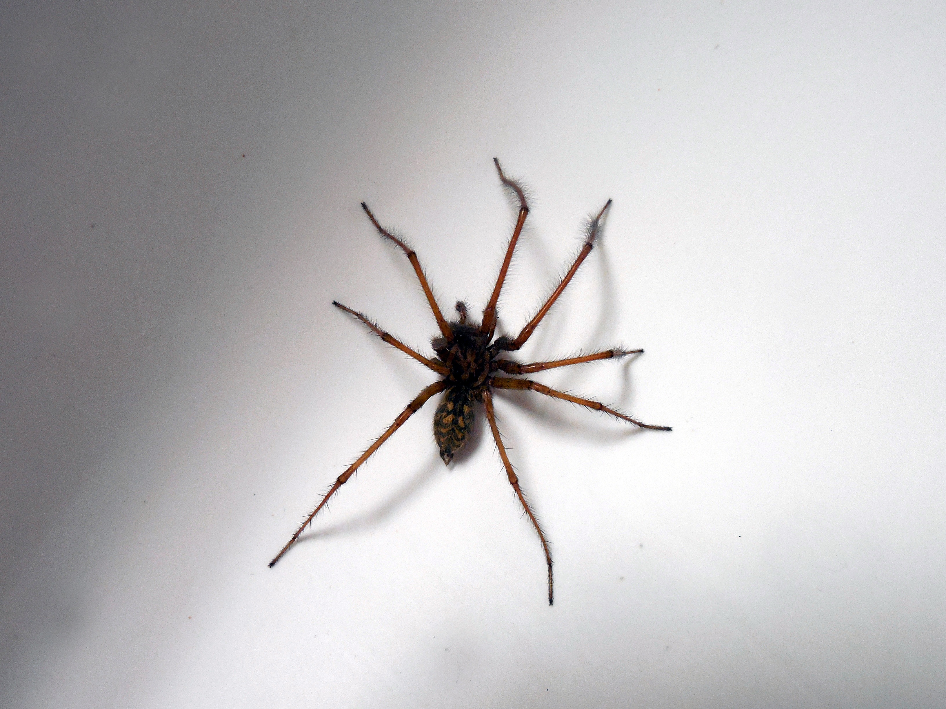 Spider Arachnid Arachnida Free Image Download